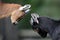 Pair of juvenile African Pygmy goats in zoological garden