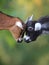 Pair of juvenile African Pygmy goats in zoological garden