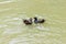 A pair of juvenile fledgling moorhens Gallinula chloropus swimming on a canal