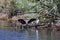 A pair of juvenile Pied Shags