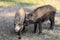 Pair of juvenile Wild boars in a forest during summer period