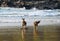 A pair of kangaroos on the beach