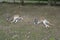 Pair of kangaroos laying on the ground