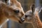 pair of kangaroos, mother and child touching noses