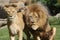 Pair of Katanga Lion - Panthera leo bleyenbergh