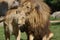 Pair of Katanga Lion - Panthera leo bleyenbergh