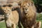 Pair of Katanga Lion - Panthera leo bleyenbergh