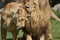 Pair of Katanga Lion - Panthera leo bleyenbergh