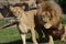 Pair of Katanga Lion - Panthera leo bleyenbergh