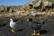 Pair of Kelp Geese on the Falkland Islands