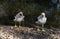 A pair of Kelp Gulls (Larus dominicanus)