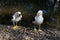 A pair of Kelp Gulls (Larus dominicanus)