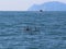 A pair of killer whale dorsal fins are visible above the waters of the Pacific Ocean near the Kamchatka Peninsula, Russia.