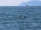 A pair of killer whale dorsal fins are visible above the waters of the Pacific Ocean near the Kamchatka Peninsula, Russia.