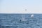 A pair of killer whale dorsal fins are visible above the waters of the Pacific Ocean near the Kamchatka Peninsula, Russia.