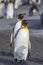 Pair of King Penguins