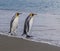 Pair of King penguins enter the water on South Georgia