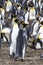 Pair of King Penguins - Falkland Islands