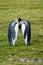 Pair of King Penguins participating in a bonding ritual, standing tall facing each other, heads resting together, on the grassy Sa