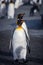 Pair of King Penguins who mate for life, walk over sandy beach in South Georgiav