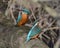 Pair of kingfisher sitting together on a branch