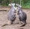 Pair of kissing kangaroos