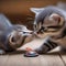 A pair of kittens playing with a toy mouse, batting it back and forth4