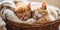 A pair of kittens purr contentedly, their eyes half-closed as they snuggle together in a warm, cozy basket, concept of