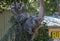 A pair of Koalas ( Phascolarctos cinereus) on a tree