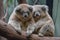 pair of koalas sitting together on a tree branch, their paws entwined