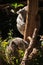 A pair of koalas sleeping in a eucalyptus tree, Australia