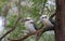 Pair of kookaburra