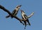 Pair of Kookaburras