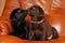 Pair of labrador puppies kiss each other