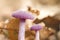 A pair of Laccaria amethystina purple mushrooms