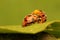 A pair of ladybugs are being mated on green leaves.