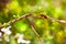 A pair of ladybugs on a flowering tree branch. Beautiful summer background with bokeh and sun glare