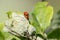 Pair of ladybugs having sex on a leaf as couple in close-up to create the next generation of plant louse killers