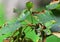 A pair of ladybugs, ladybird beetles, ladybeetles on foliage, mating