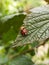 A pair of ladybugs on a leaf