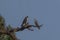 pair of lagger falcon in the wildlife, falcon on the tree in blur blue background