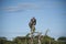 Pair of Lappet-Face Vulture, Torgos tracheliotus , sitting hi