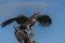 Pair of Lappet-Faced Vulture, Torgos tracheliotus , sitting h