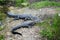 A pair of large American Alligators (Alligator mississippiensis)