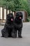 A pair of large black terriers sit on the road