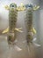A pair of large fresh mantis prawn or shrimp