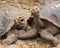 Pair of large Galapagos giant tortoise