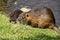 Pair of large mother and young nutrias on the grass