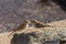 Pair of Lark Sparrows Perched on Rock