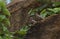 A pair of laughing doves perched on a rock and looking at each other in the wild Meru National Park, Kenya